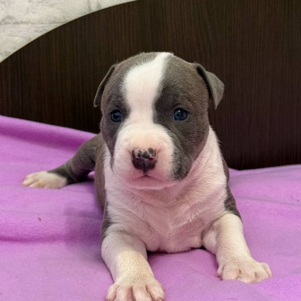 Выпускники — American Staffordshire Terrier | Glorysband Glorysband Vancouver for Zykoff Target puppy