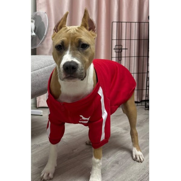 Выпускники — American Staffordshire Terrier | Glorysband Glorysband Vanilla Truffle