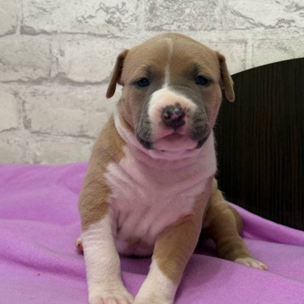 Выпускники — American Staffordshire Terrier | Glorysband Glorysband Vanilla Truffle puppy