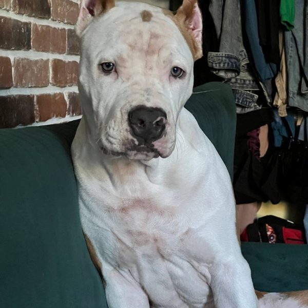 Выпускники — American Staffordshire Terrier | Glorysband Glorysband Vegas Casino