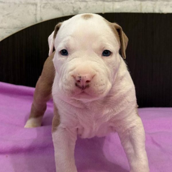 Выпускники — American Staffordshire Terrier | Glorysband Glorysband Vegas Casino puppy