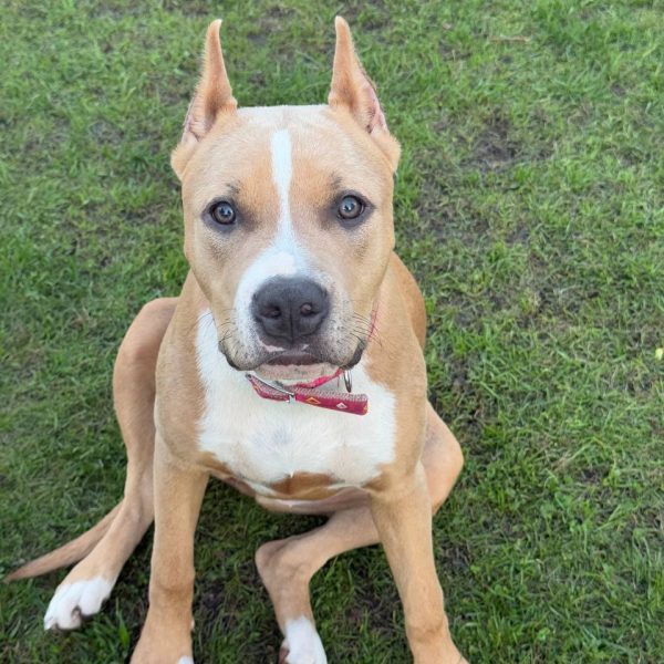 Выпускники — American Staffordshire Terrier | Glorysband Glorysband Velvet Tiramisu