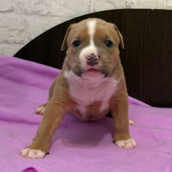 Выпускники — American Staffordshire Terrier | Glorysband Glorysband Velvet Tiramisu puppy