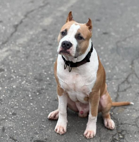 Выпускники — American Staffordshire Terrier | Glorysband Glorysband Vicking Ragnar