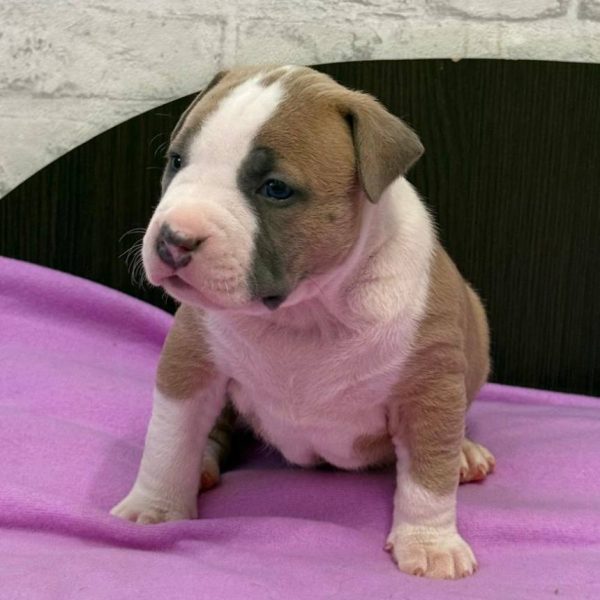 Выпускники — American Staffordshire Terrier | Glorysband Glorysband Vicking Ragnar puppy