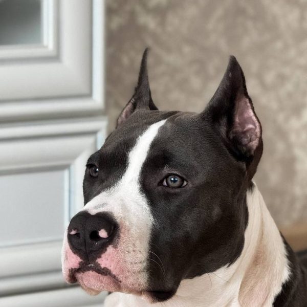 Выпускники — American Staffordshire Terrier | Glorysband Glorysband Vin Diesel