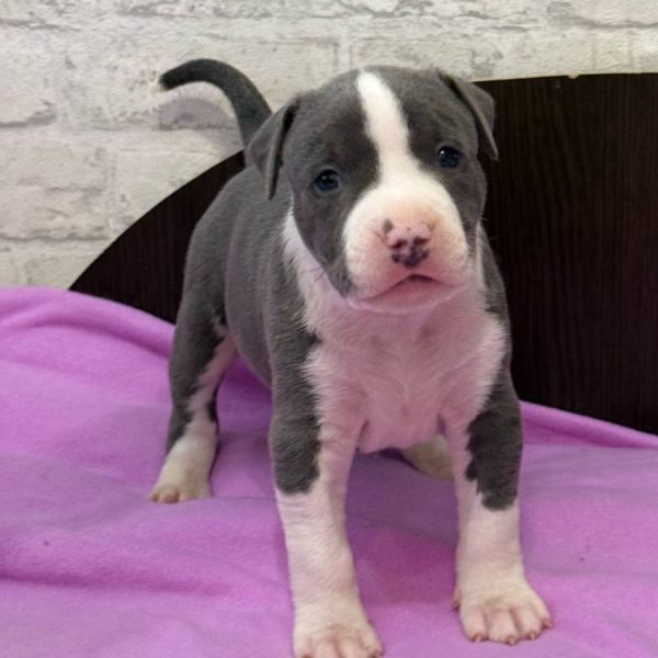 Выпускники — American Staffordshire Terrier | Glorysband Glorysband Vin Diesel puppy