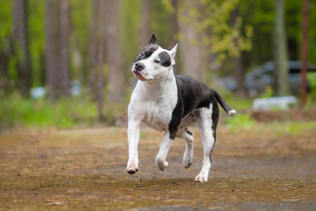 running amstaff