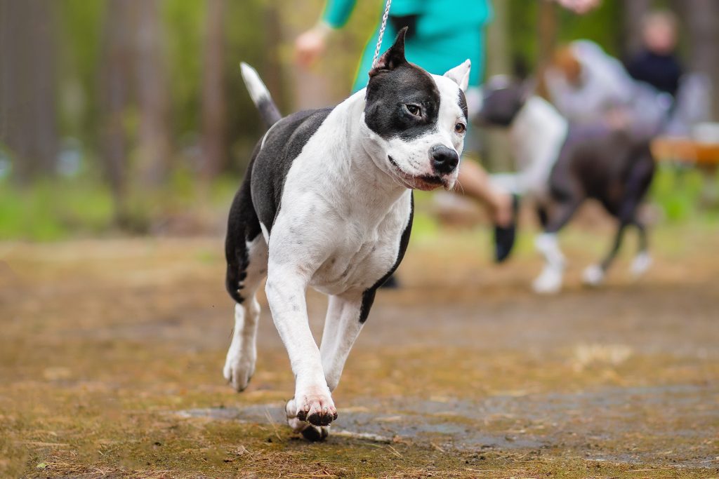 Glorysband champion female Belarus junior amstaff