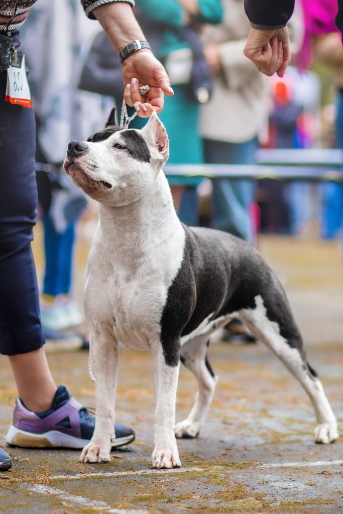 Champion Belarus Amstaff female black queen