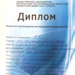 Amstaff mental stability test T1 — тест психики американского стаффордширского терьера FCI