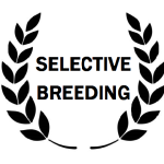 Отборное разведение — American Staffordshire Terrier | Glorysband selective breeding American Staffordshire terrier