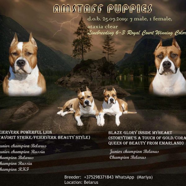Выпускники — American Staffordshire Terrier | Glorysband Litter A