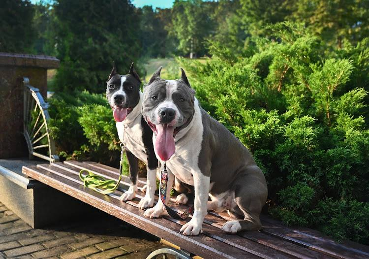 О нас — American Staffordshire Terrier | Glorysband щенки амстаффов чемпионов в Беларуси с хорошей родословной проверенный питомник купить