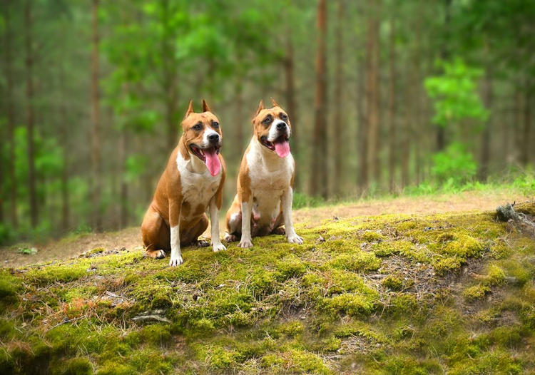 О нас — American Staffordshire Terrier | Glorysband щенки амстаффа с родословной породистые чемпионы Беларусь купить