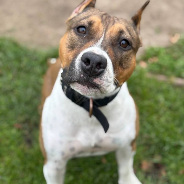 Выпускники — American Staffordshire Terrier | Glorysband Glorysband Bacardi amstaff