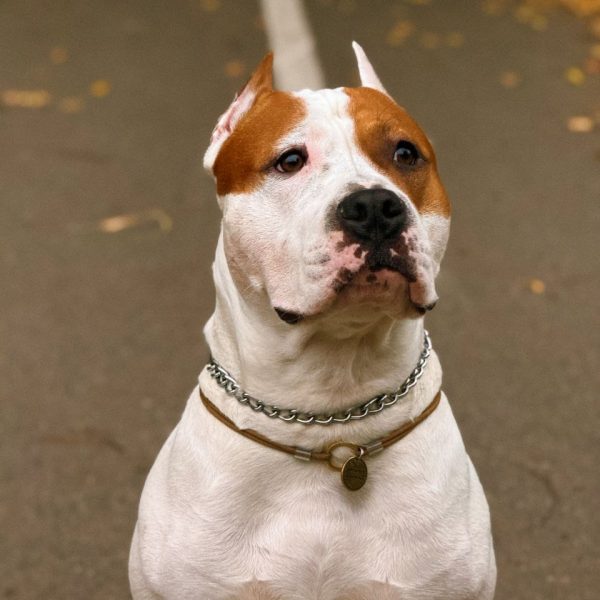 Выпускники — American Staffordshire Terrier | Glorysband Glorysband Diamond красивый белый амстафф фото Беларусь купить стаффорда