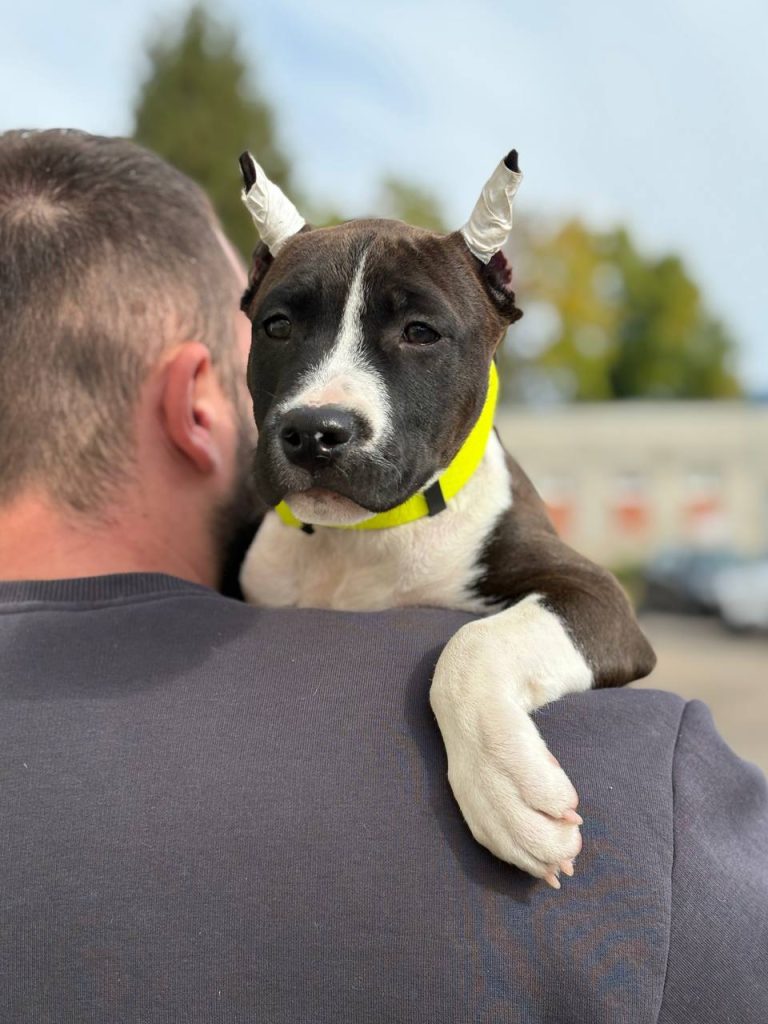 О нас — American Staffordshire Terrier | Glorysband черный щенок американского стаффордширского терьера с купированными ушами