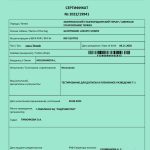 Glorysband Luxury Flower T1 amstaff Russia Belarus