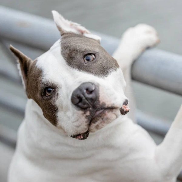 Выпускники — American Staffordshire Terrier | Glorysband Glorysband Top Gun amstaff