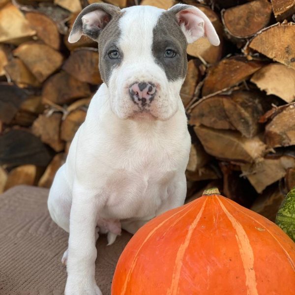 Выпускники — American Staffordshire Terrier | Glorysband Glorysband Top Gun puppy amstaff