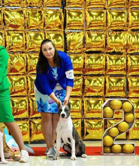Выпускники — American Staffordshire Terrier | Glorysband Glorysband Vancouver for Zykoff Target